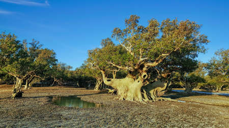 Large mangroves grown in the sea at Cape Keraundrenの写真素材
