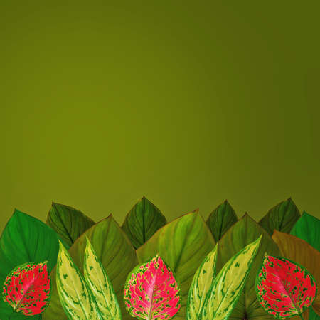 assortment of tropical leaves framed on the bottom of page on a green background