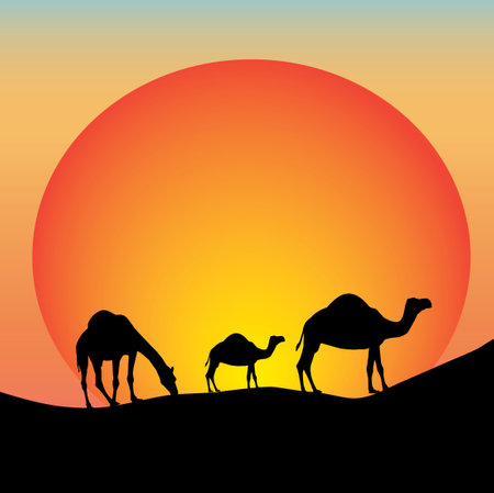 Three Australian camels in the outback of Australia with sunset backgroundのイラスト素材