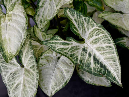 The Arrowhead Plant or Botanical Name Syngonium podophyllum grows in tropical areasの写真素材