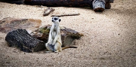 The meerkat is a small mongoose found in southern Africa.