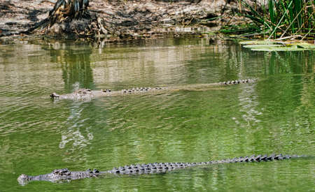 crocodiles in the water in Cairns North Queensland Australia