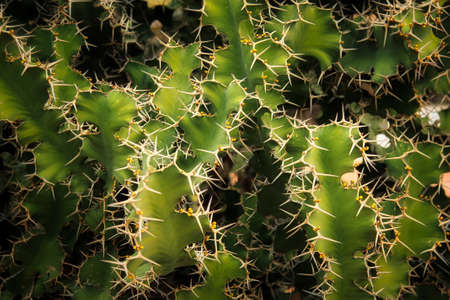 An African plant not a cactus . Vicious thorns when damaged the plant weeps milk that burns the skin...