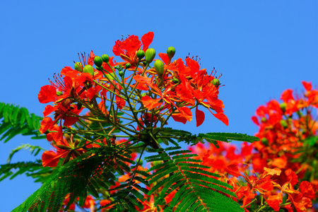 Poincianas have exuberant clusters of flame-red flowers, 10 to 12 cm across with fern like leavesの写真素材