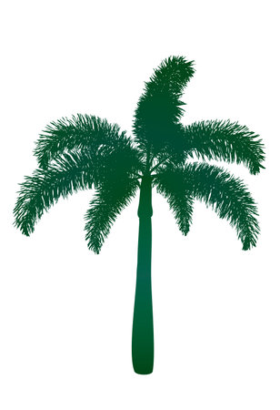 one green palm tree with white backgroundのイラスト素材
