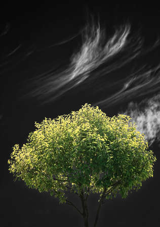 single green tree with black sky and clouds as background