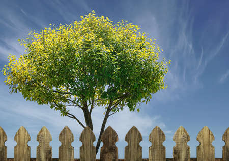 green tree with blue sky and a wooden fence in the foreground