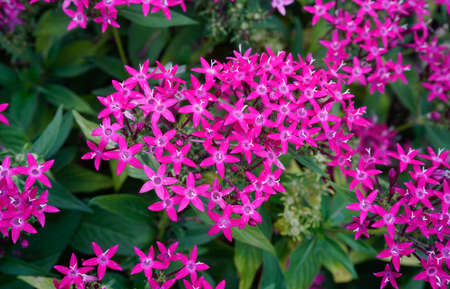 bright pink Pentas flower growing in a tropical garden. pentas lanceolata flower