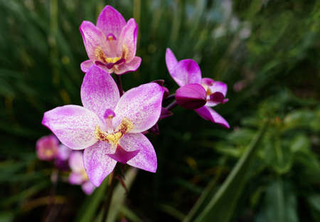 close up view of purple spathoglottis Orchid or purple ground orchid in full bloom