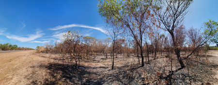 Burnt gum trees after a big fire devastating the landscape Australiaの写真素材