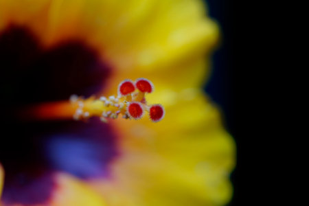 macro photo of a hibiscus flower A macro view of a yellow and red center of a hibiscus flower on black background. The photo shows the details of the flowers stigma .の写真素材