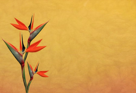 bird of paradise flower on a lovely bright orange backgroundの写真素材