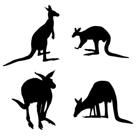 silhouette of four different Australian Kangaroos on a white backgroundのイラスト素材