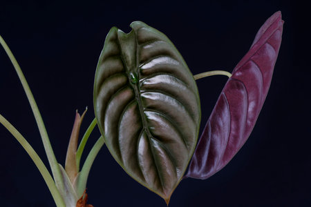 Alocasia Red Secret or African Mask,Elephant Ears beautiful plant leavesの写真素材