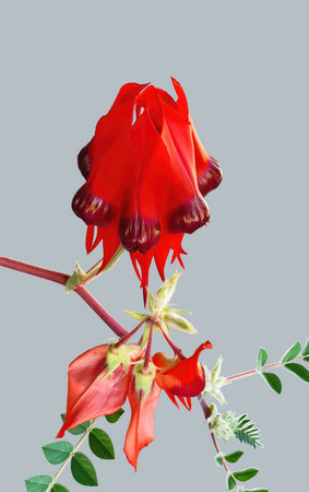 Swainsona formosa, Sturt's desert pea, is an Australian wildflower plant in the genus Swainsonaの写真素材
