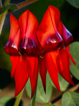 Swainsona formosa, Sturt's desert pea, is an Australian plant famous for its distinctive blood-red leaf-like flowers, Australia's best known wildflowers.の写真素材