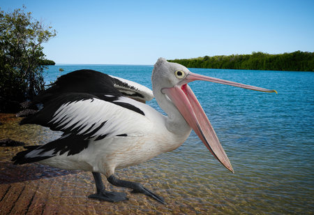 Pelican standing in water with beak opened, one animal, wildlifeの写真素材