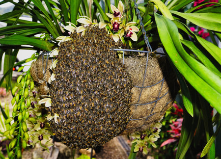 a large swarm of honey bees on a orchid flowerの写真素材