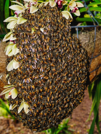a large swarm of honey bees on a orchid flowerの写真素材