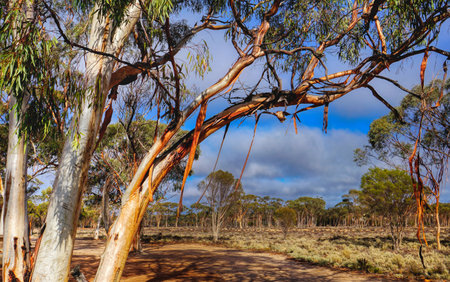 Ribbon Gum trees at the Breakaways Western Australia. The bark hangs in long tendrils and blow gracefully in the wind.の写真素材