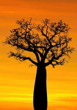 boab tree black silhouette with a sunset backgroundの写真素材