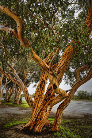 Close up detail of bark of Australian River Red Gum Eucalypt Tree (Eucalyptus camaldulensis) in Western Australiaの写真素材
