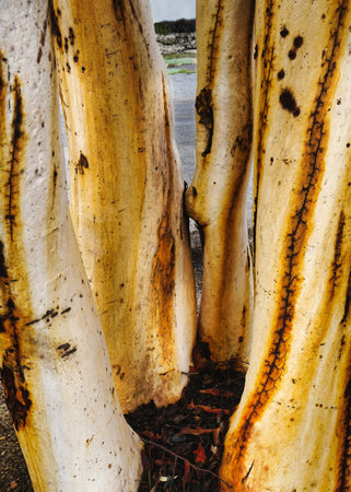 Close up of bark of Australian River Red Gum Eucalypt Tree (Eucalyptus camaldulensis)の写真素材