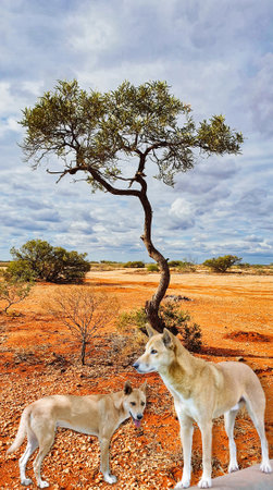 Two dingo in the Australian orange outback countryの写真素材