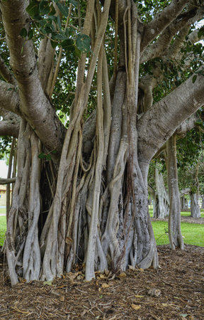 The banyan fig tree Ficus microcarpa is famous for its aerial roots, which sprout from branches and eventually reach the soil.の写真素材