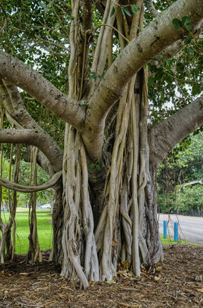The banyan fig tree Ficus microcarpa is famous for its aerial roots, which sprout from branches and eventually reach the soil.の写真素材