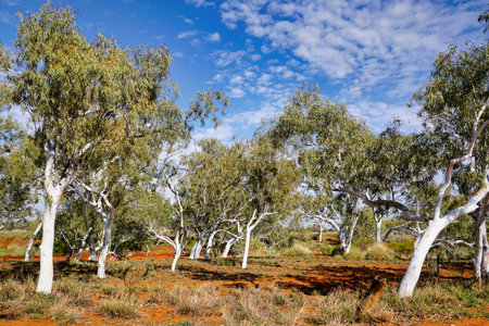 This photo is taken in Western Australia White Gum Tree or a Eucalyptus it is a small to medium-sized treeの写真素材