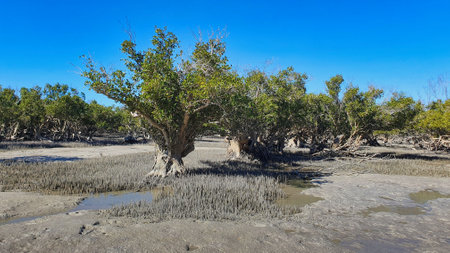 Mangroves at Cape-Keraudren Western Australia. Large mangroves grown in the sea at Cape-Keraudren Western Australiaの写真素材