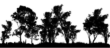 silhouette of many different gum trees Australian gum treesの写真素材