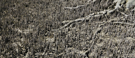Close up view of large mangrove forests growing in the sea at Cape-Keraudren in Western Australiaの写真素材
