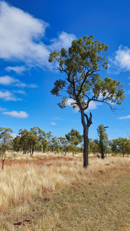 A striking photo of a black gum tree thriving in the vast outback of Queensland, Australia.Porcupine Gorgeの写真素材