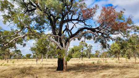 A striking photo of a black and white gum tree thriving side by side in the vast outback of Queensland, Australia.Porcupine Gorgeの写真素材