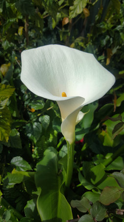 A single white arum lily an ornamental plant with large white flowersの写真素材