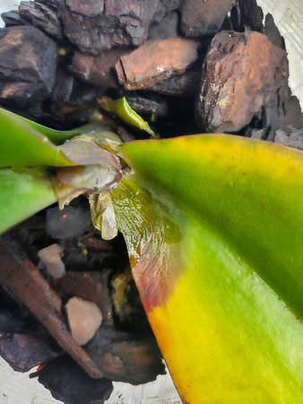 a close-up of a unhealthy orchid leaf with soft rot or bacterial diseaseの写真素材