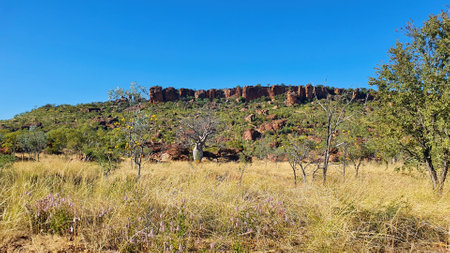 Limestone cliffs with diverse vegetation, reflecting the richness of the ecosystem in the natural landscape near Baines Northern Territory Australiaの写真素材
