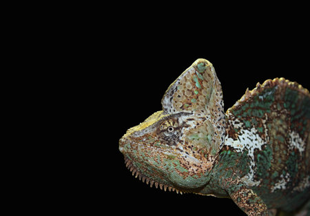 a close up of one colorful chameleon on black backgroundの写真素材