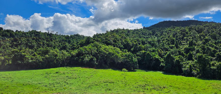 green pastures with rainforest in the background. Tully Queensland Australiaの写真素材