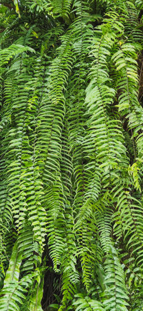 Lush green tropical ferns growing in the rainforest full of tropical ferns with their intricate fronds and rich green hues.の写真素材
