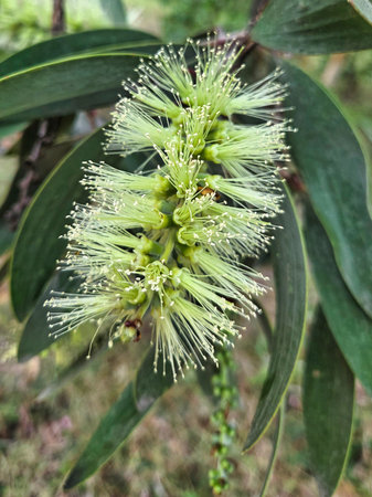 broad-leaved paperbark, broad-leaved tea tree or simply paperbark or tea tree flower. One closeup flowerの写真素材