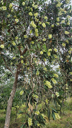 broad-leaved paperbark, broad-leaved tea tree or simply paperbark or tea tree in full bloom of flowersの写真素材