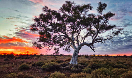 Beautiful large gum tree with the glow of the sunrise in South Australiaの写真素材