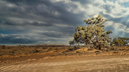 This photo captures a striking, arid landscape with a strong foreground of several tree on the side...