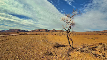 This photo captures a striking, arid landscape with a strong foreground tree and expansive open...