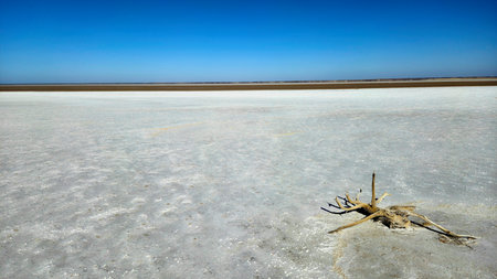 Kati ThandaâLake Eyre is Australia's largest salt lake and the continent's lowest point, located in South Australia and part of the extensive Lake Eyre Basin. featuring a piece of driftwood in the foregroundの写真素材