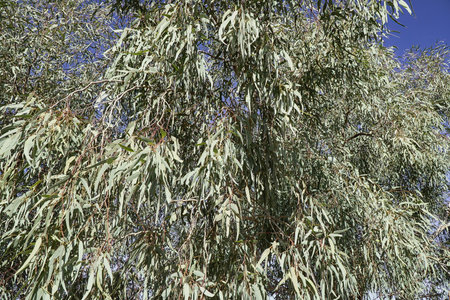 close up photo of Australian gum tree and leavesの写真素材
