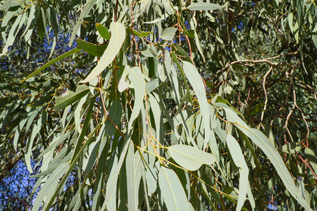close up photo of Australian gum tree and leavesの写真素材